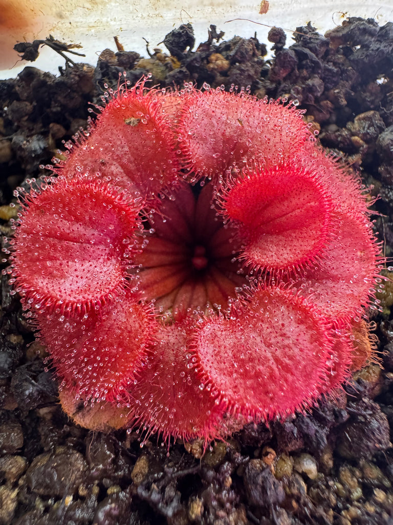 Drosera ( Sun Dews )